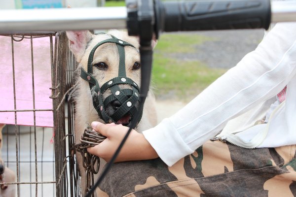 Qui est l'animal le plus protecteur ?